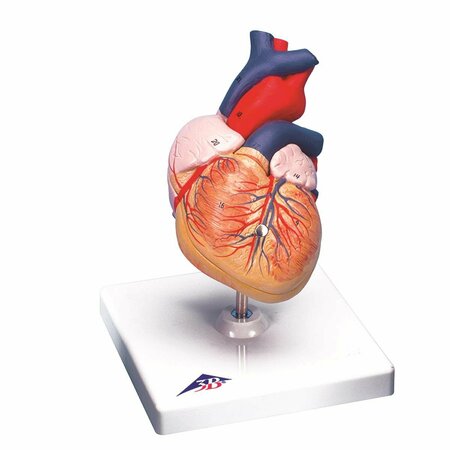 TOYS4.0 Anatomical Model - 2 Part Heart TO1069462